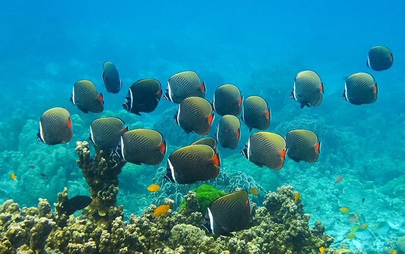 Schnorchelparadies Koh Racha