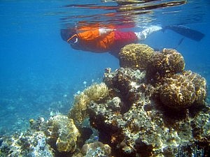 Schnorcheln Koh Tao: Thailand